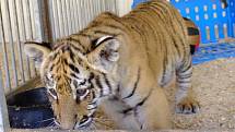 Tygří mládě v cirkusu Sultán.