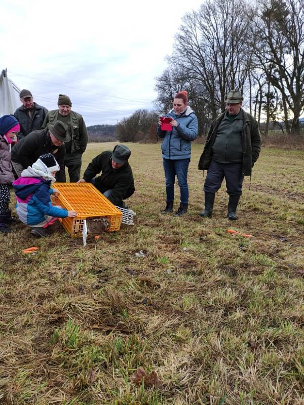 Třináct zajíců původem z jižní Moravy vysadili v neděli do přírody myslivci z Chrastavic.