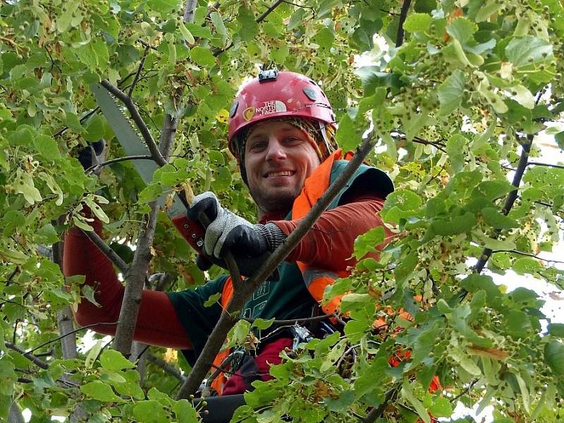 „Tenhle strom dosazený do aleje měl být ošetřený už dávno,“ řekl nám arborista.