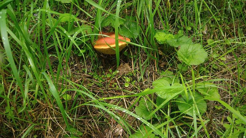 Nalezené houby zaslali: Lucie Kazdová