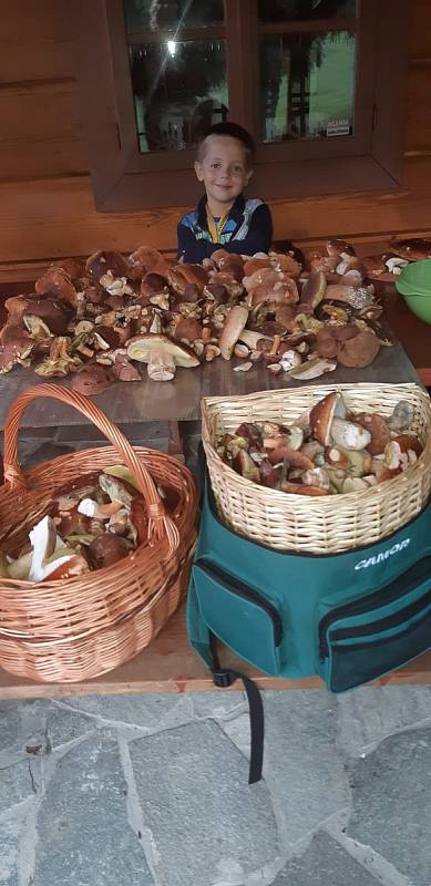 Nalezené houby zaslali: Dominika Zabavíková