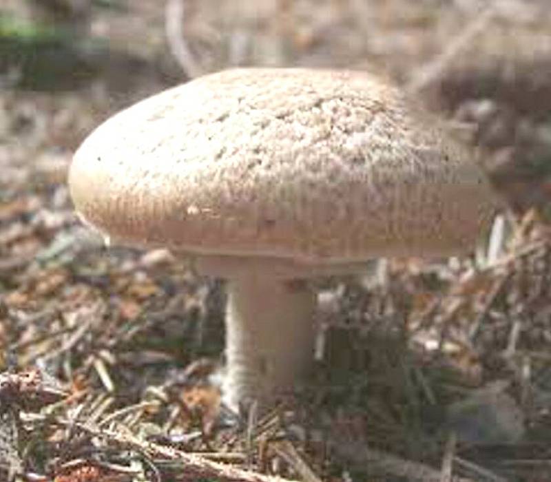 ŽAMPION. Chutná houba snadno zaměnitelná s muchomůrkou citronovou a zelenou.