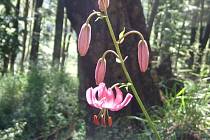 V současné době můžeme v lesích vidět kvést krásnou rostlinu lilii zlatohlavou z čeledi liliovitých.