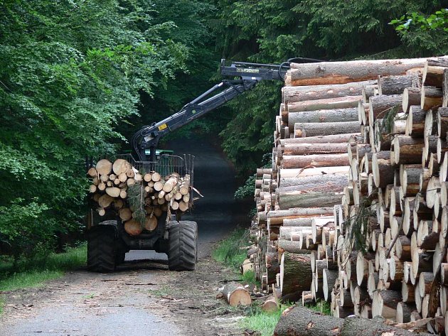 Gang nelegálně vytěžil dřevo z několika lesů na Vysočině