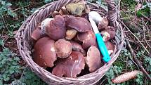 Nalezené houby zaslali: Lenka Boudová