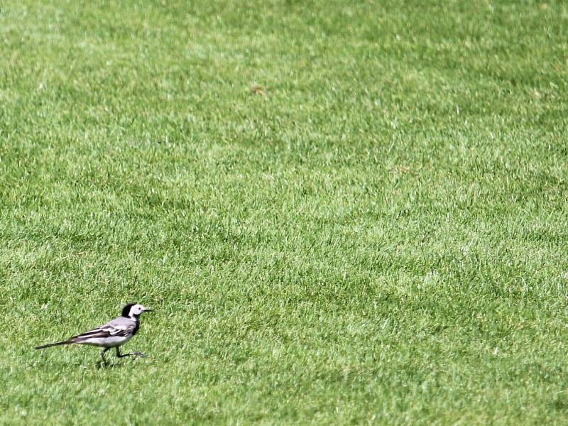 Fotbalisté Jiskry Domažlice ve druhém přípravném utkání hostili 1. FC Karlovy Vary.