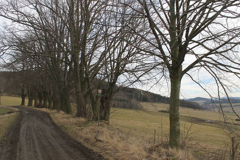 Památná alej projde v průběhu letošního roku úpravou. Nyní se čeká na přidělení dotace.  