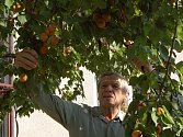 Václav Němec z Domažlic  si na malou úrodu stěžovat nemůže. Jeho meruňka je letos obalená plody. Podle odhadu sebere metrák meruněk. 