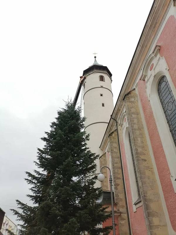 Na domažlickém náměstí už stojí vánoční strom, přijel z Postřekova.