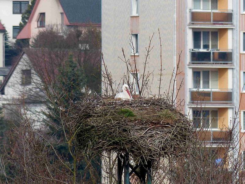 Co se děje na hnízdě čápů ve Kdyni.