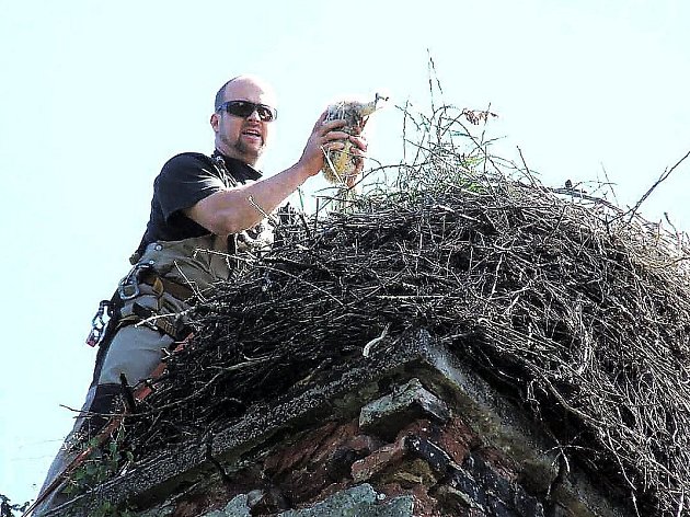 Karel Makoň s mládětem čápa při kroužkování. Na komíny, kde mají čápi hnízda leze i tehdy, potřebuje-li hnízdo opravit či upravit.