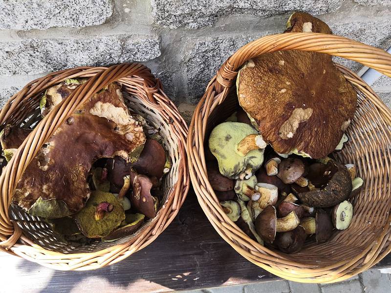 Nalezené houby zaslali: Martin Navrátil