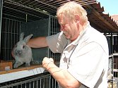 JOSEF BAXA ukazuje zajímavý exemplář – velkého světlého stříbřitého králíka od chovatele Vladimíra Klesy z Kvíčovic