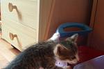 Nalezené kotě, které si vzal Libor Kůs na přechodnou dobu do péče.