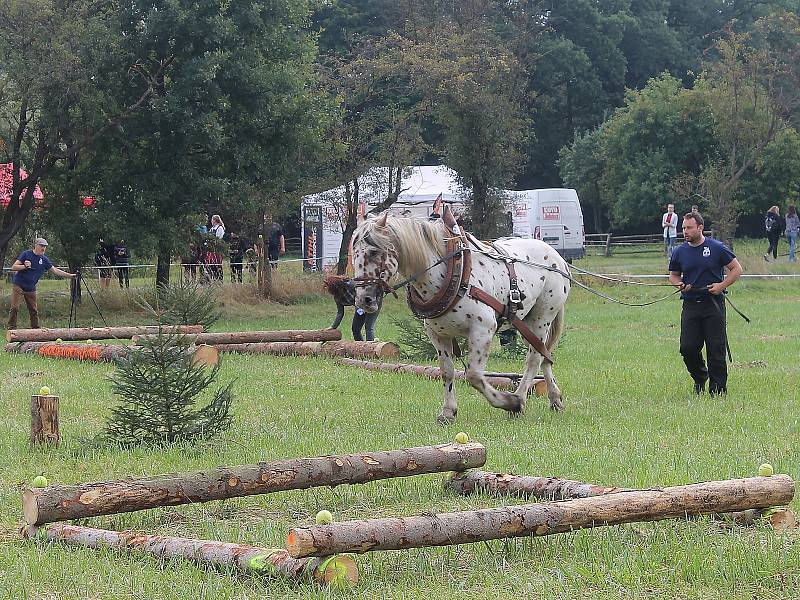 Na Den Českého lesa dorazily stovky návštěvníků. Největší pozornost budil závod chladnokrevných koní. Na snímku je Jiří Foist s hřebcem Narexem.