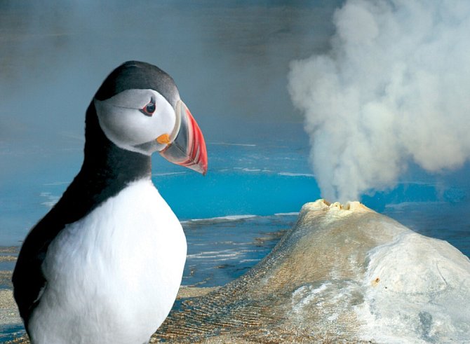 Papuchalk je jedním z živých symbolů Islandu. Tito mořští ptáci vypadají jako kříženci papouška a tučňáka a se svým věčně smutným pohledem jsou roztomilými miláčky Islanďanů i návštěvníků. 