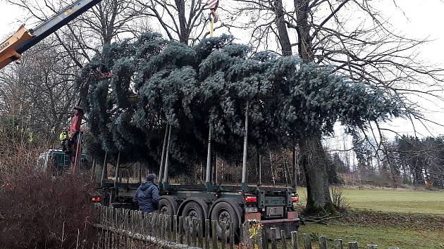 Vánoční strom pro Domažlice z osady Štefle od manželů Polákových.