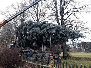 Vánoční strom pro Domažlice z osady Štefle od manželů Polákových.