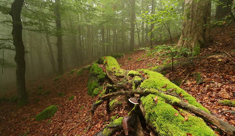 Přírodní rezervace Pleš chrání horský bukový prales, suťové javořiny a svahové bučiny, typické pro Český les. Území na vrcholu Velký Zvon je zvláště chráněno 90 let, a to od 14. listopadu 1931.