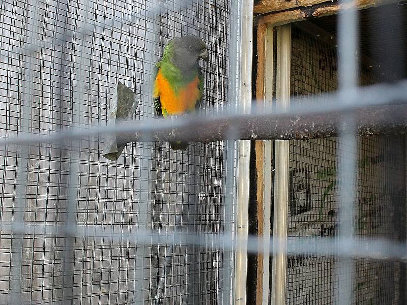 Jiří Thomayer z Chodova chová exotické papoušky. Na snímku je papoušek senegalský.
