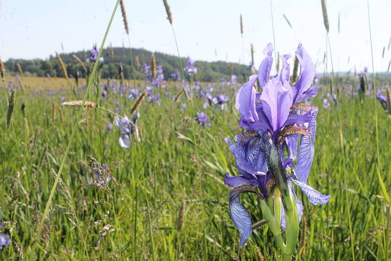 Rozkvetlá louka kosatců