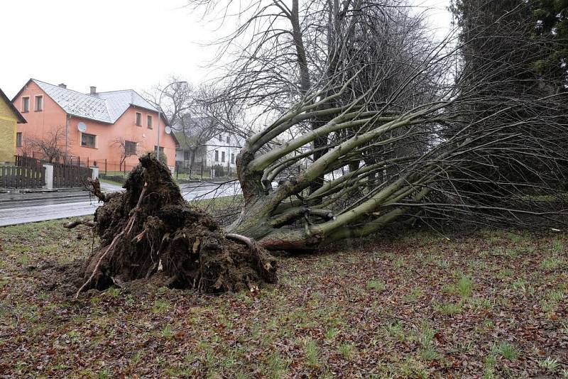 Následky silného větru v Plzeňském kraji v minulosti. I v Hluboké u Kdyně vyvracel stromy.