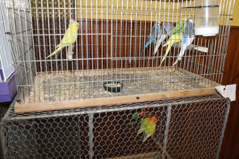 Krajská výstava okrasného ptactva ve Starém Klíčově se letos konala již poosmé.