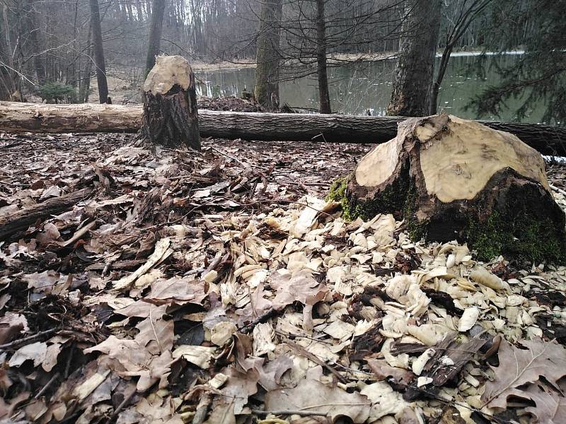 Bobr řádí na Radošovském rybníku v Zelenově u Domažlic.