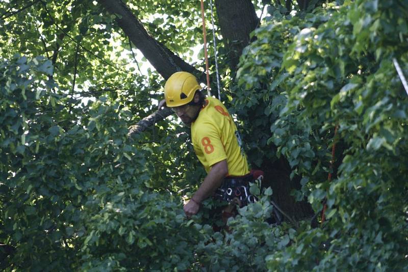 Arboristé ošetřili Kozinovu lípu.