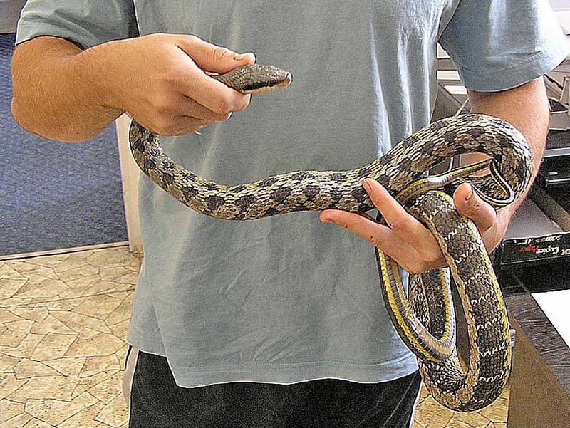Had, kterého v sobotu chytili domažličtí strážníci