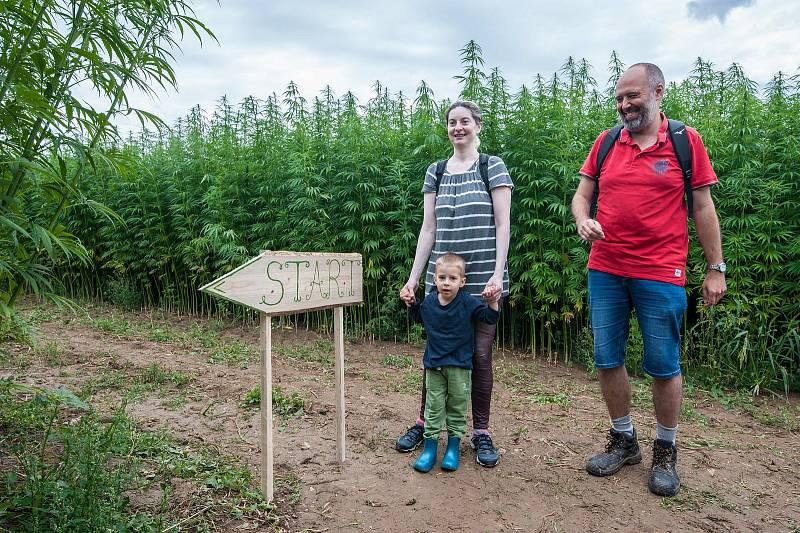 V Meclově se poprvé otevřelo konopné bludiště, které bude veřejnosti zpřístupněno každý víkend do konce srpna. Po tomto období bude konopí sklizeno a usušeno pro potřebu zdravotnictví, kosmetického průmyslu a v potravinářství.