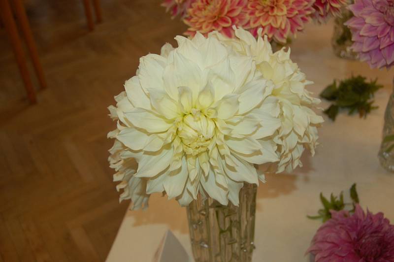 Výstava květin ve Staňkově.