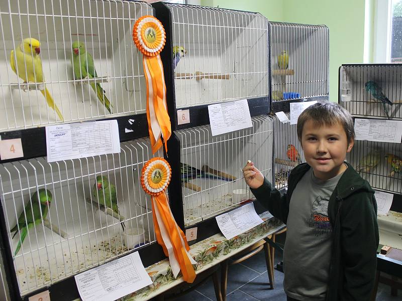 Kubík je nejmladším chovatelem a chodí do třetí třídy. Na výstavě ukázal pestrobarevné papoušky.