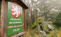 Přírodní rezervace Pleš chrání horský bukový prales, suťové javořiny a svahové bučiny, typické pro Český les. Území na vrcholu Velký Zvon je zvláště chráněno 90 let, a to od 14. listopadu 1931.