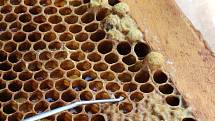 Včelaři začínají vytáčet první květový med.
