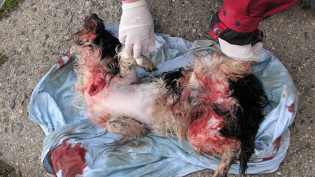 Pes zabitý jako jatečné zvíře. Malý chlupatý oříšek měl rozstříštěnou lebku, část těla zbavenou srsti a ránu na krku, z níž zřejmě vykrvácel.  Vše silně připomíná zabijačku prasete.  
