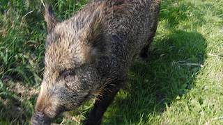 Na divoká prasata zkoušejí ultrazvuk - Karlovarský deník