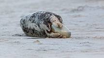 Vladimír Čech z Klenčí zachytil na ostrově Helgoland-Düne mimo jiné i narození tuleně.