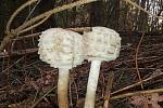 Nalezené houby zaslali: Viktorie Podešvová