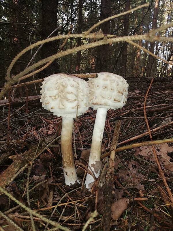 Nalezené houby zaslali: Viktorie Podešvová