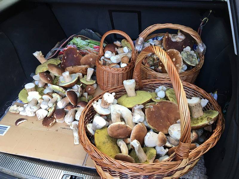 Nalezené houby zaslali: Barbora Kohoutová