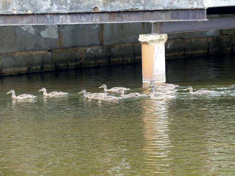 Mokrá hlídka Deníku na babylonském koupališti.