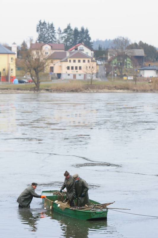 Výlov rybníka ve Všerubech.