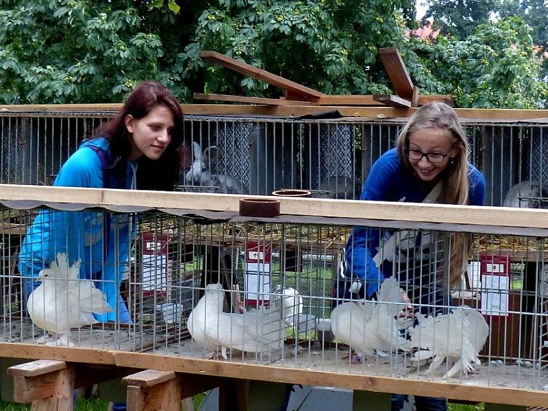 U ANGLICKÝCH PÁVÍKŮ. Třebaže přišly za králíky, se zájmem si tyto holuby prohlédly (zleva) Jana Romanová a Tereza Budská.