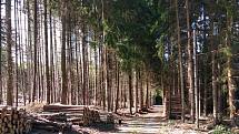 Lesy na Domažlicku.