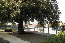 Strom u dětského hřiště v Draženově poskytuje příjemný stín, cestička zase láká k procházkám okolo rybníka.