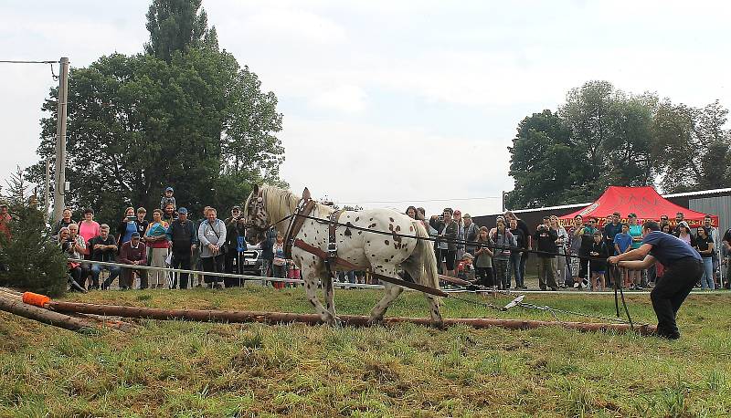 Na Den Českého lesa dorazily stovky návštěvníků. Největší pozornost budil závod chladnokrevných koní. Na snímku je Jiří Foist s hřebcem Narexem.
