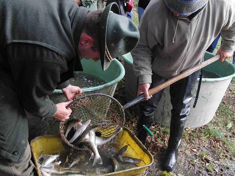 Z výlovu Černého rybníka 18. října 2011.