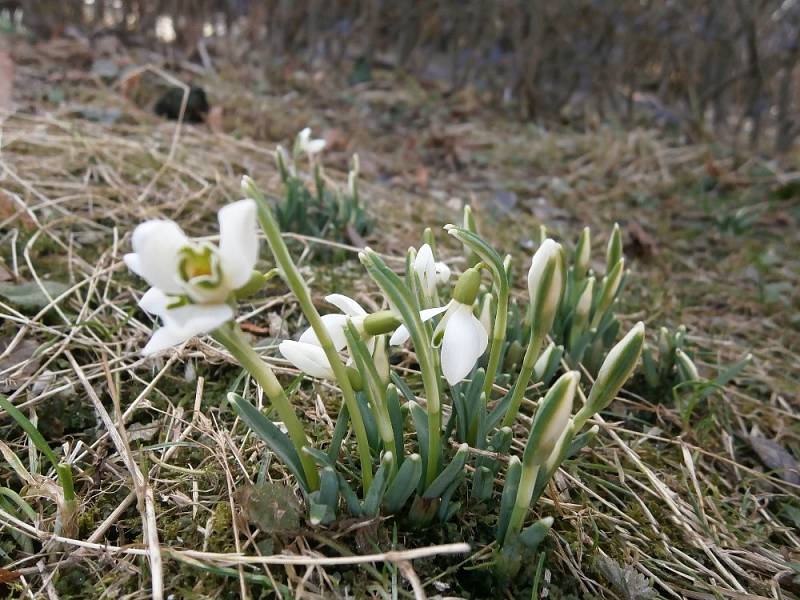 Sněženky. 