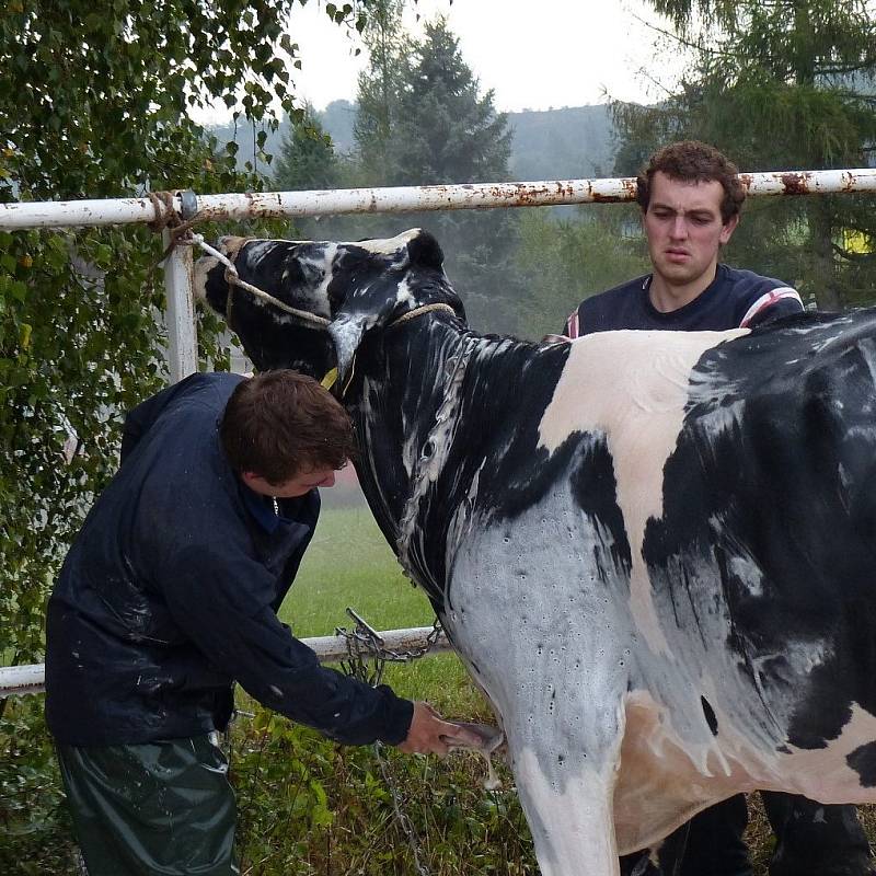 Z přípravy na desátou Mrákovskou výstavu holštýnského skotu.